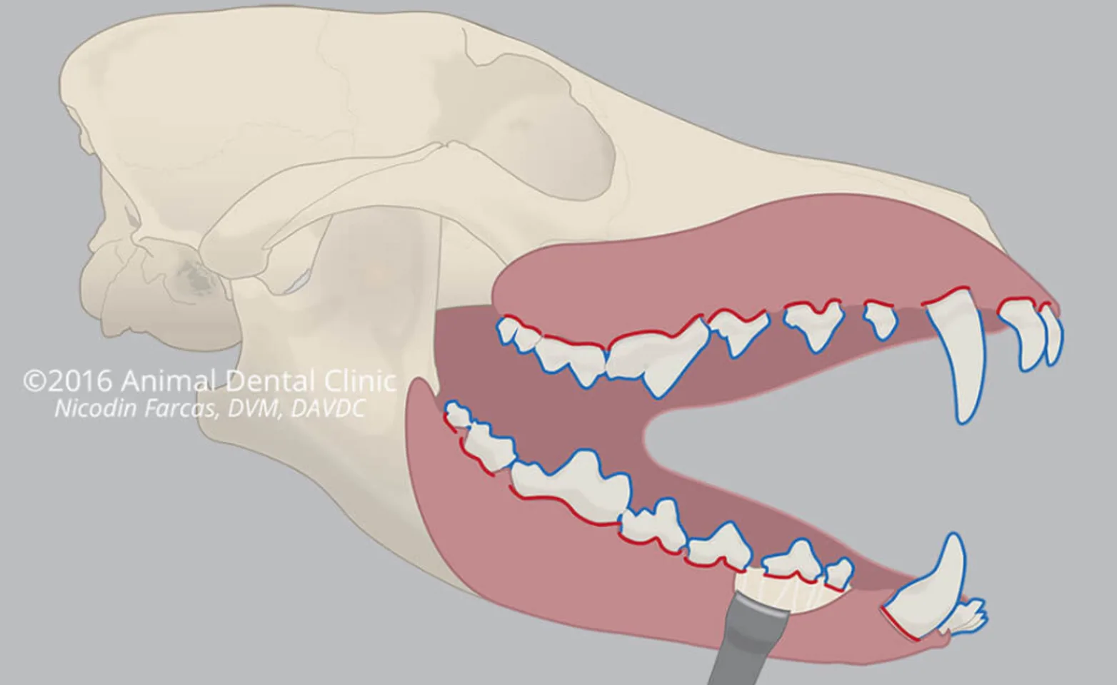 Diagram showing the oral barrier of an animal's mouth